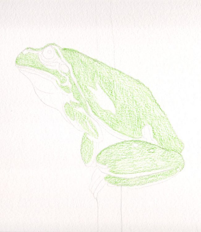 Frosch Zeichnung Kolorierung 1
