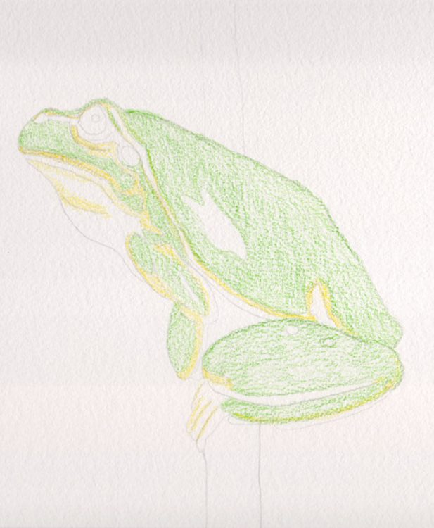 Frosch Zeichnung Kolorierung 2