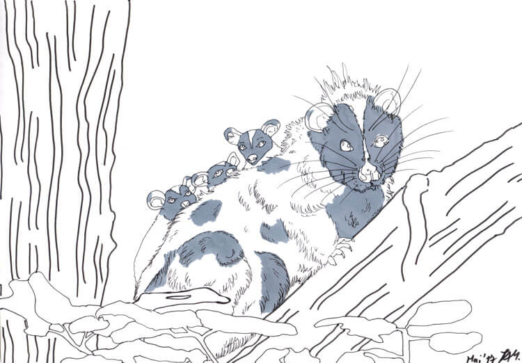Opossum zeichnen Kolorierung 1