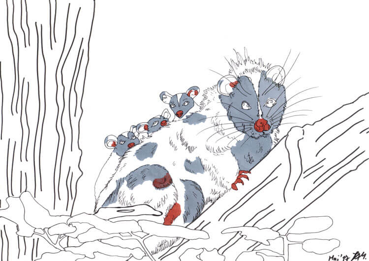 Opossum zeichnen Kolorierung 2