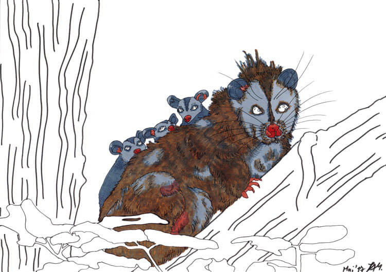 Opossum zeichnen Kolorierung 4