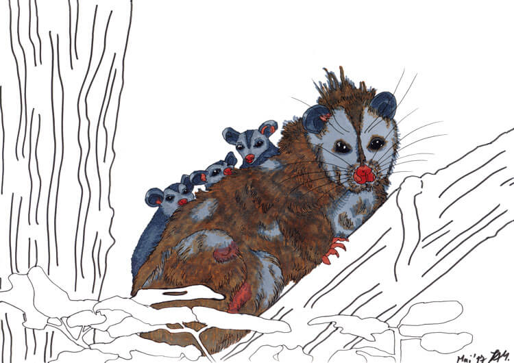 Opossum zeichnen Kolorierung 5