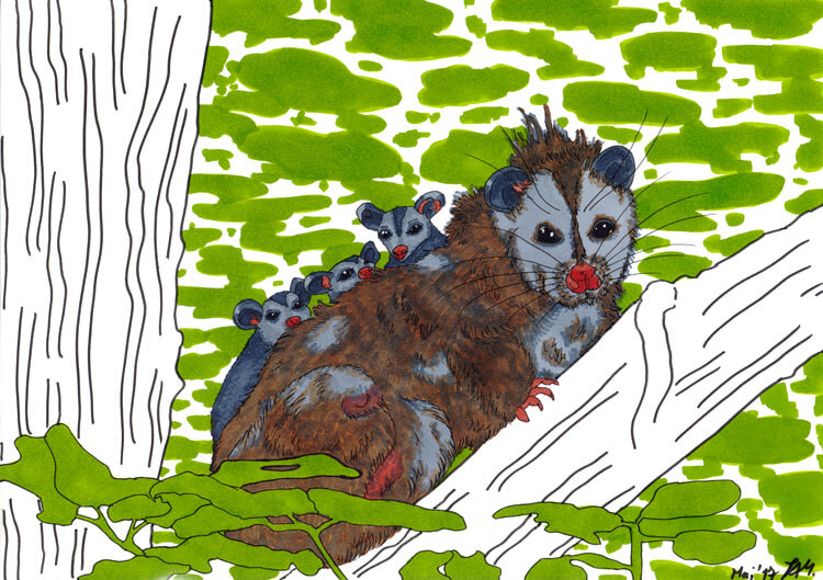 Opossum zeichnen Kolorierung 6
