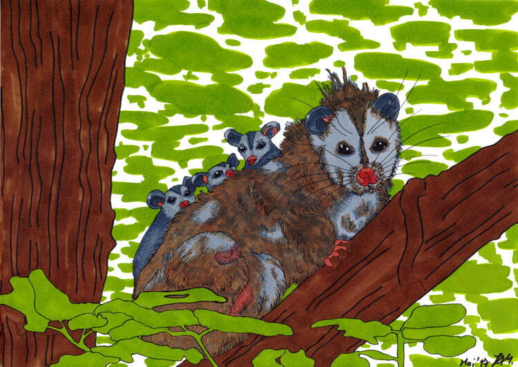 Opossum zeichnen Kolorierung 7