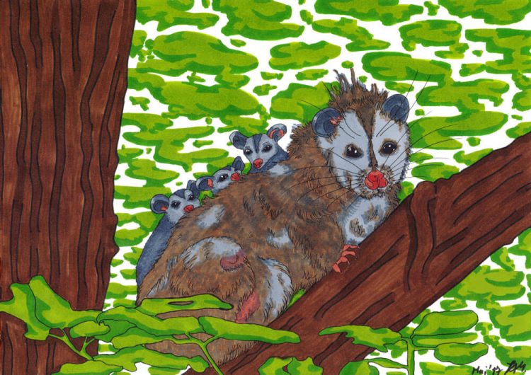 Opossum zeichnen Kolorierung fertig