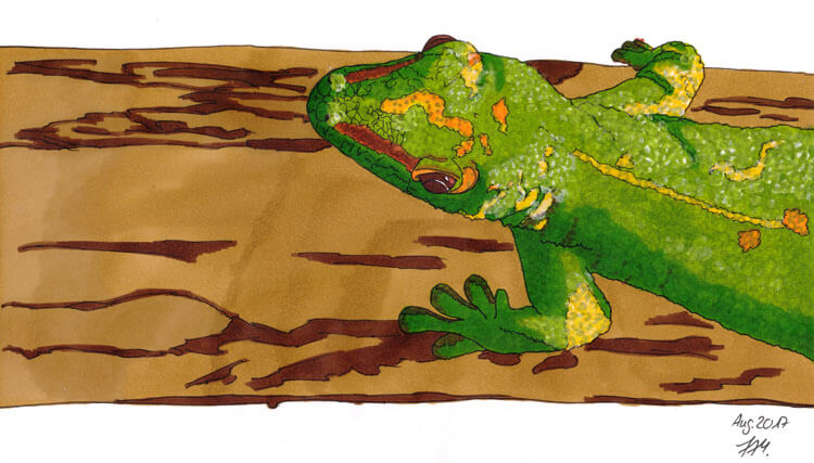 Gecko Markerkolorierung Hintergrund 2