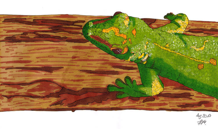 Gecko Markerkolorierung Hintergrund 3