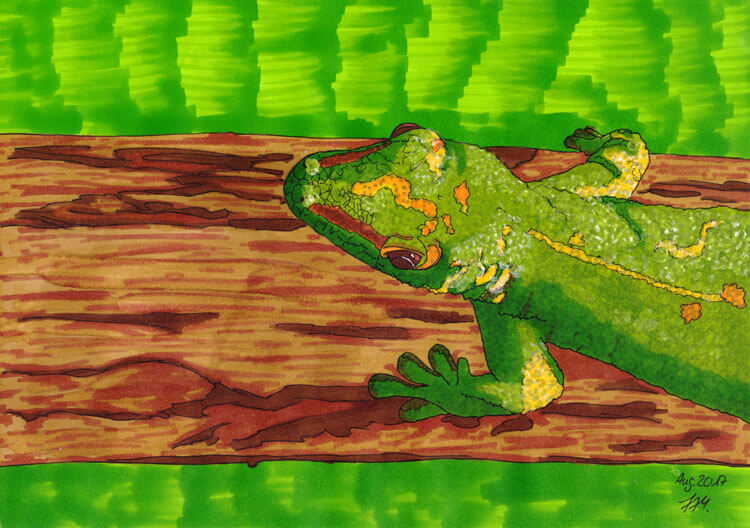 Gecko Markerkolorierung Hintergrund 4