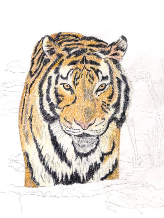 TierABC Tiger Buntstiftkolorierung