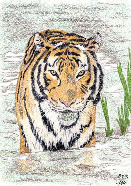 Fertige Tiger Buntstiftkolorierung