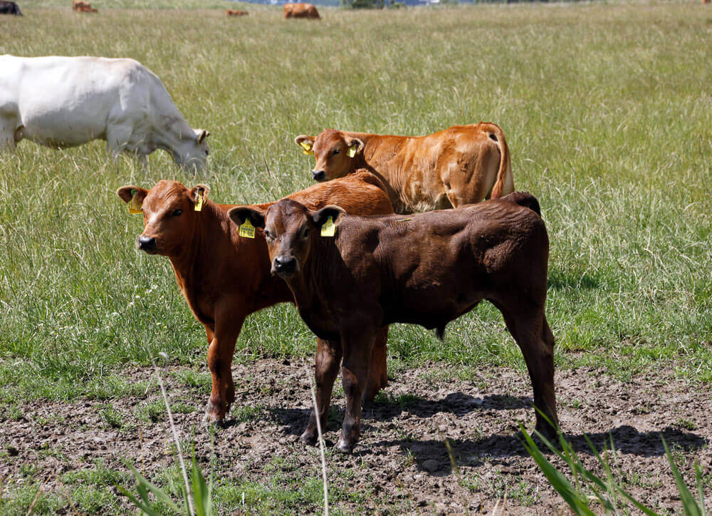 Fotovorlage zum Abzeichnen: Weide-Kühe