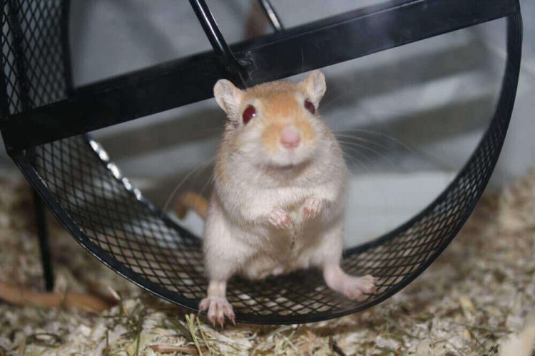 Rennmaus Fotovorlagen zum Abzeichnen