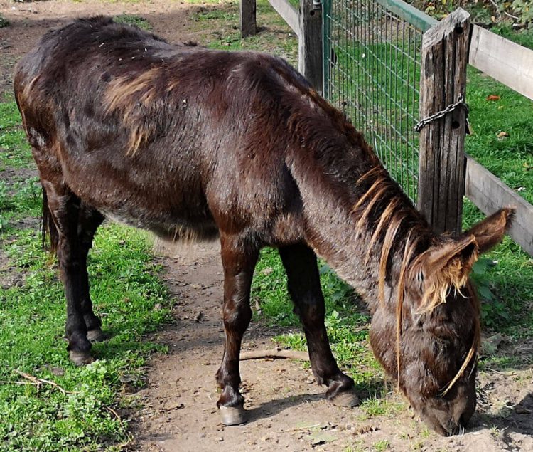 Fotovorlage zum Abzeichnen: Aus dem Wildtierpark