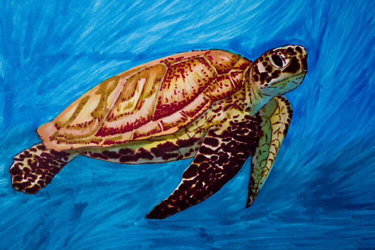 Meeresschildkröte malen mit Brushmarker 6 Detailansicht