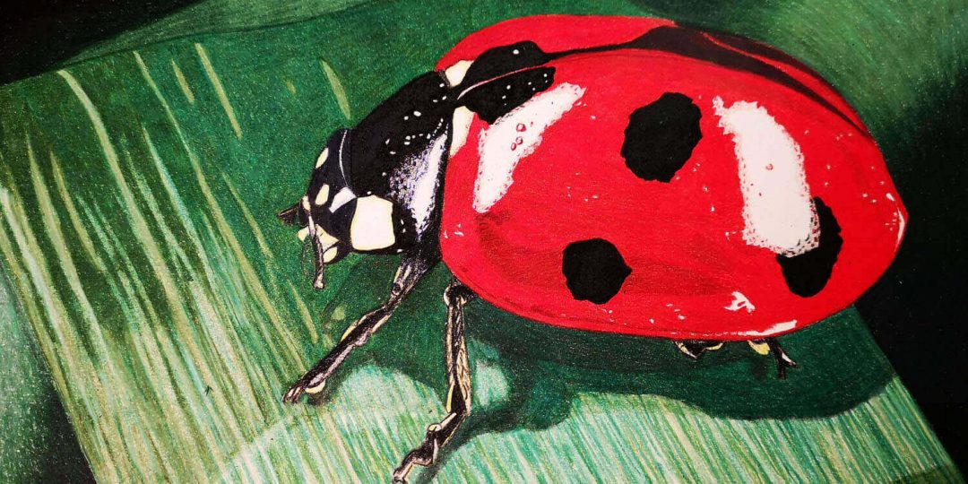 Marienkäfer malen mit Prismacolor Buntstiften