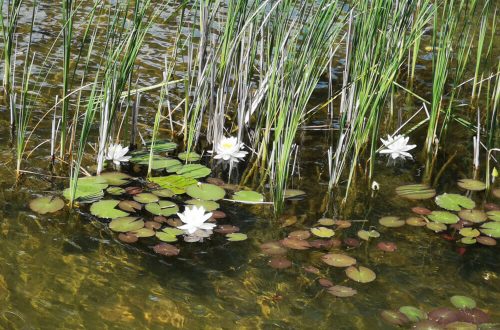 Fotovorlage: heimische Natur Seerosen und Schilf im Teich