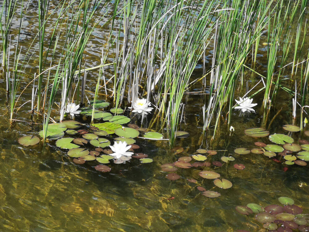 Fotovorlage: heimische Natur Seerosen und Schilf im Teich