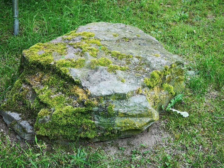 Fotovorlage - heimische Natur: Bemooster Stein im Gras 2
