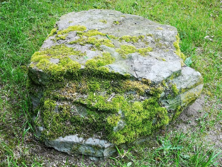 Fotovorlage - heimische Natur: Bemooster Stein im Gras 3
