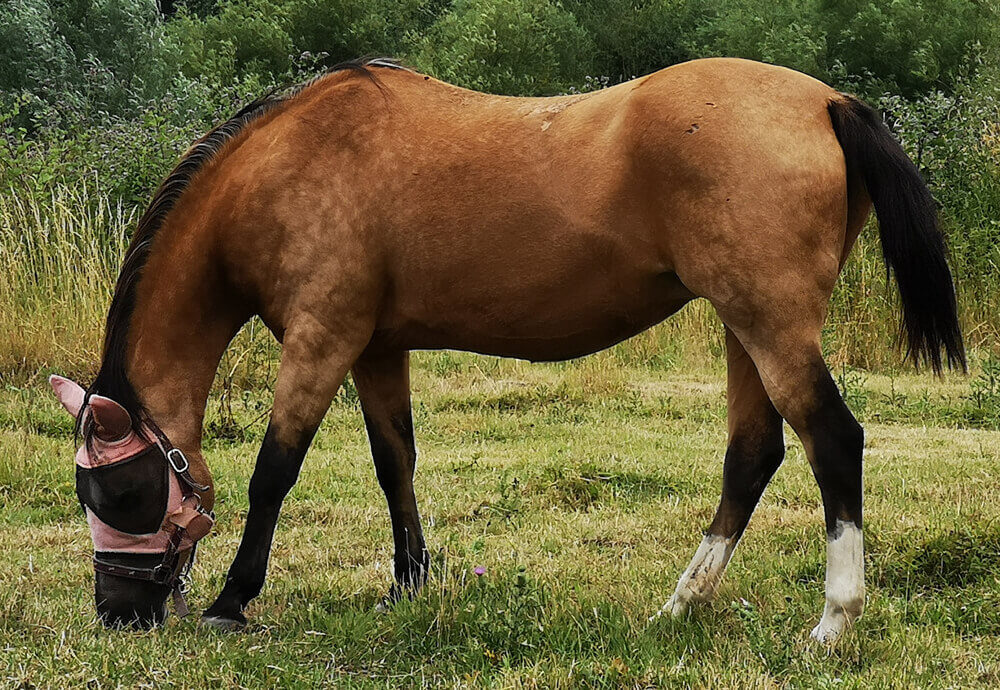 Fotovorlagen zum Abzeichnen: Pferde auf Wiese
