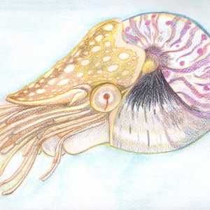 Nautilus malen mit Aquarellbuntstiften - Hintergrund vermalt