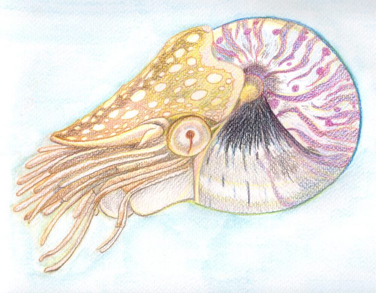 Nautilus malen mit Aquarellbuntstiften - Hintergrund vermalt