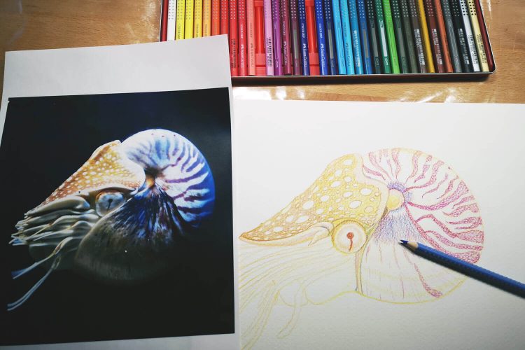 Nautilus malen mit Aquarellbuntstiften