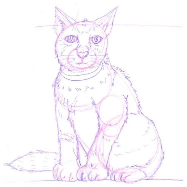 Sitzende Katze zeichnen: Bleistiftskizze 2