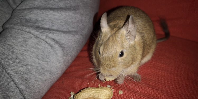 Fotovorlagen zum Abzeichnen: Degus