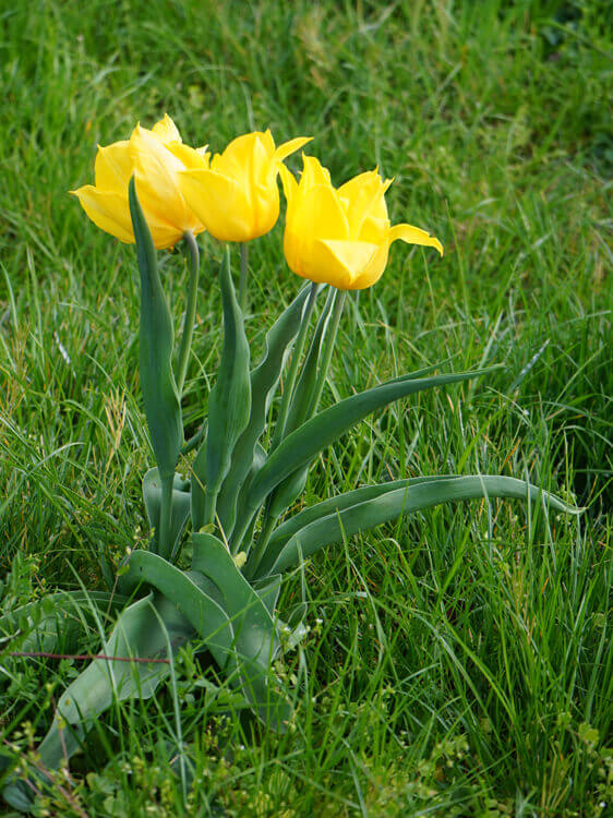 Tulpen Fotovorlage zum Abzeichnen - gelbe Blume