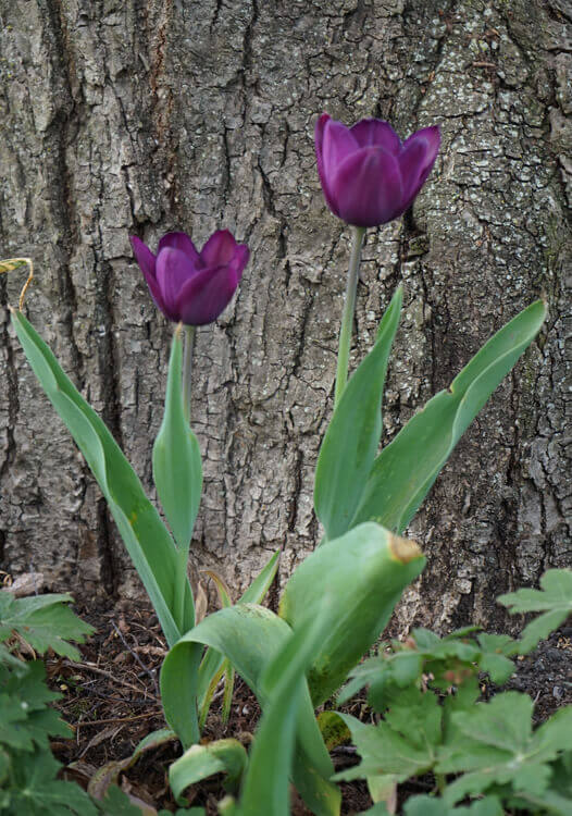 Tulpen Fotovorlage zum Abzeichnen - lila Blume 1