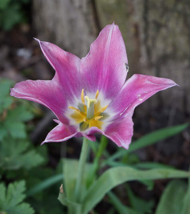 Tulpe Fotovorlage zum Abzeichnen - lila Blume 3