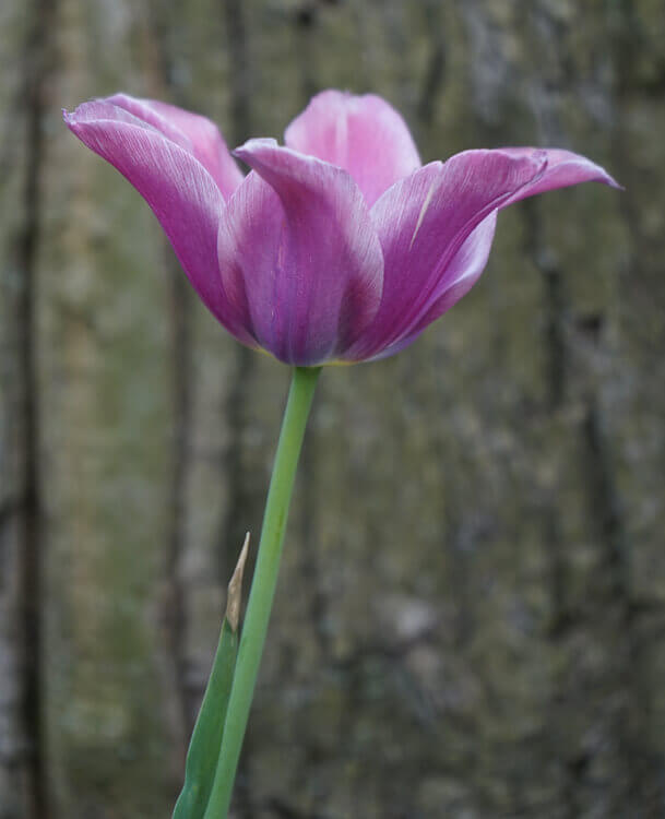 Tulpe Fotovorlage zum Abzeichnen - lila Blume 4