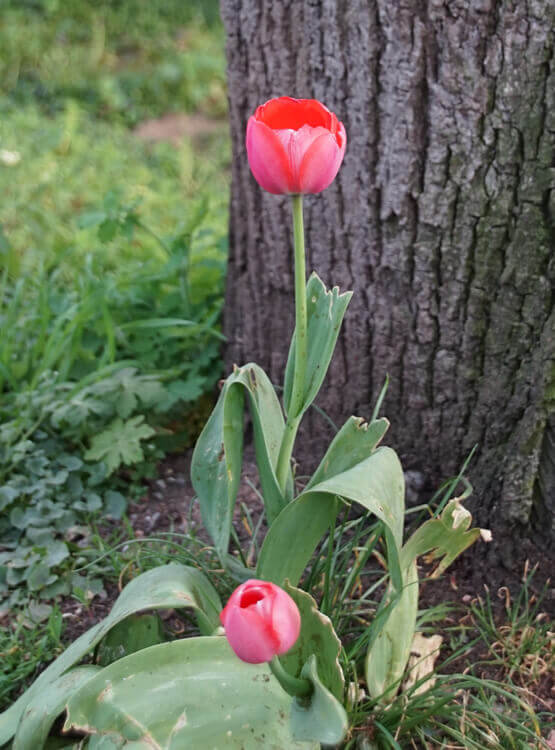 Tulpen Fotovorlage zum Abzeichnen - rote Blume 1