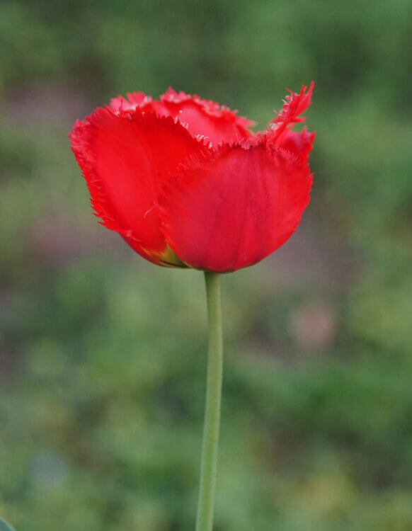 Tulpe Fotovorlage zum Abzeichnen - rote Blume 2