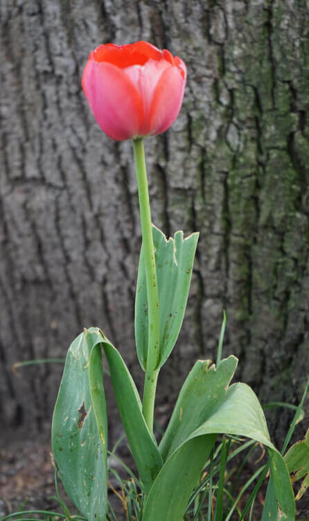 Tulpe Fotovorlage zum Abzeichnen - rote Blume 3