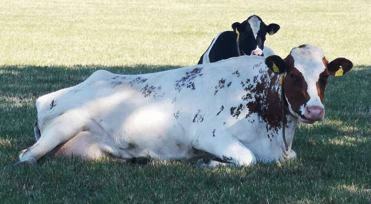 Kühe Fotovorlagen: Liegende Kuh
