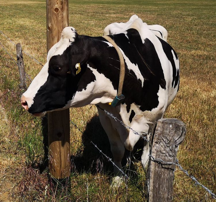Kühe Fotovorlagen: sw Kuh schaut zur Seite