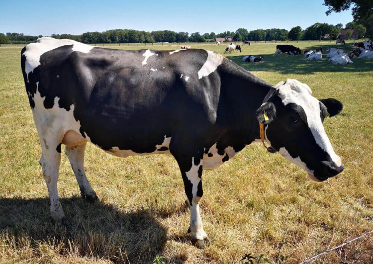 Kühe Fotovorlagen: Verschiedene Rinder 2