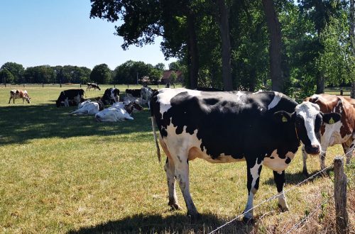 Kühe Fotovorlagen: Verschiedene Rinder - Titel