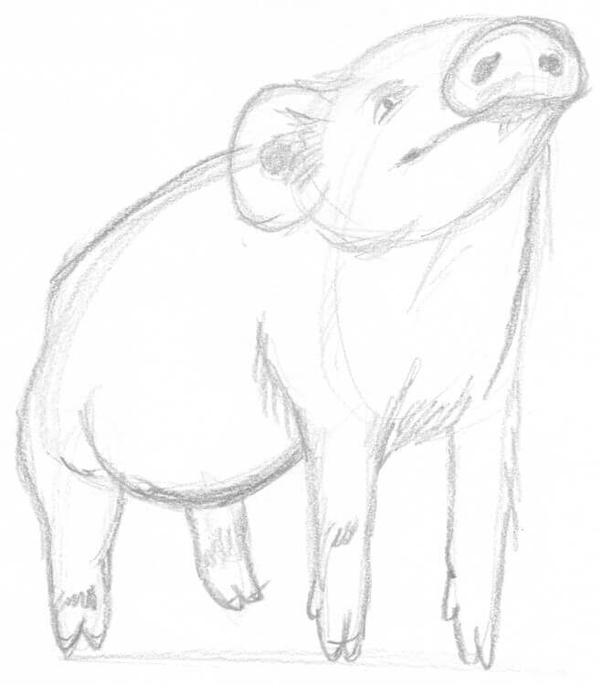 Skizze: Schweinchen schaut nach oben zeichnen