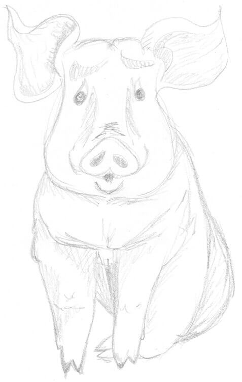 Skizze: sitzendes Schwein zeichnen