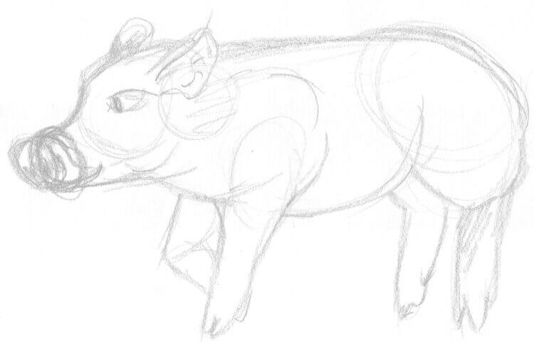 Skizze: stehendes Schwein zeichnen