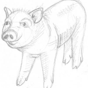 Süßes Schweinchen zeichnen