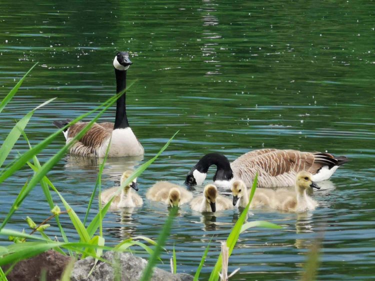 Wasservögel Fotovorlagen zum Abzeichnen – Gänse und Schwan