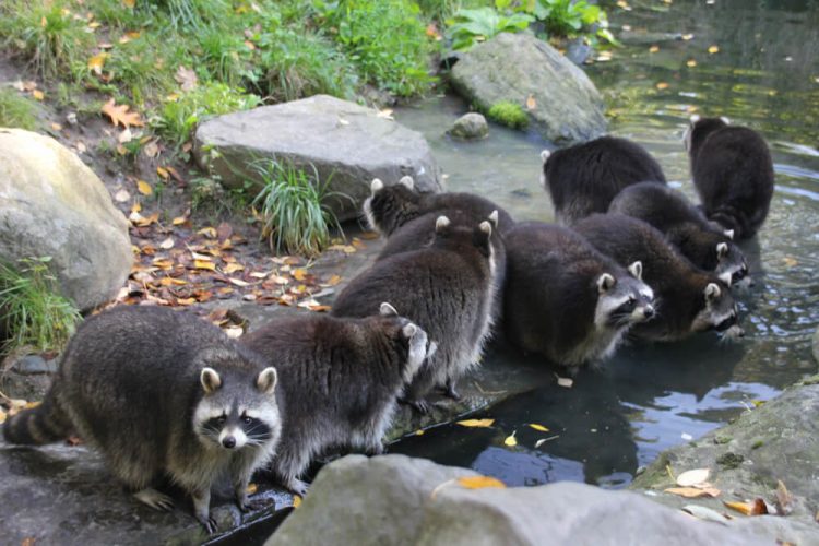 Waschbär Fotovorlagen zum Abzeichnen – süße Waschbären in Aktion