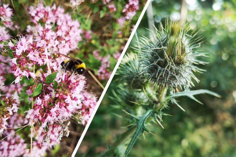 Hummeln und Disteln Fotovorlagen zum Abzeichnen