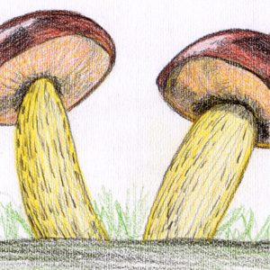 Pilze zeichnen: Kolorierung fertige Pilzzeichnung
