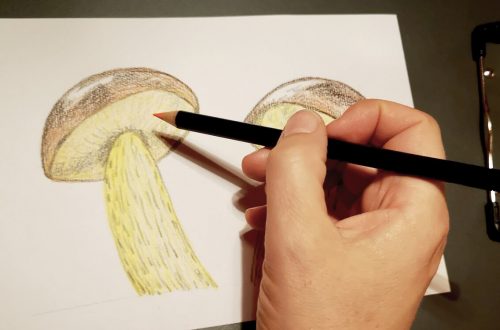 Pilze zeichnen Titelbild