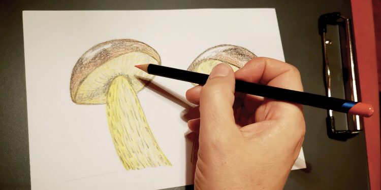 Pilze zeichnen Titelbild